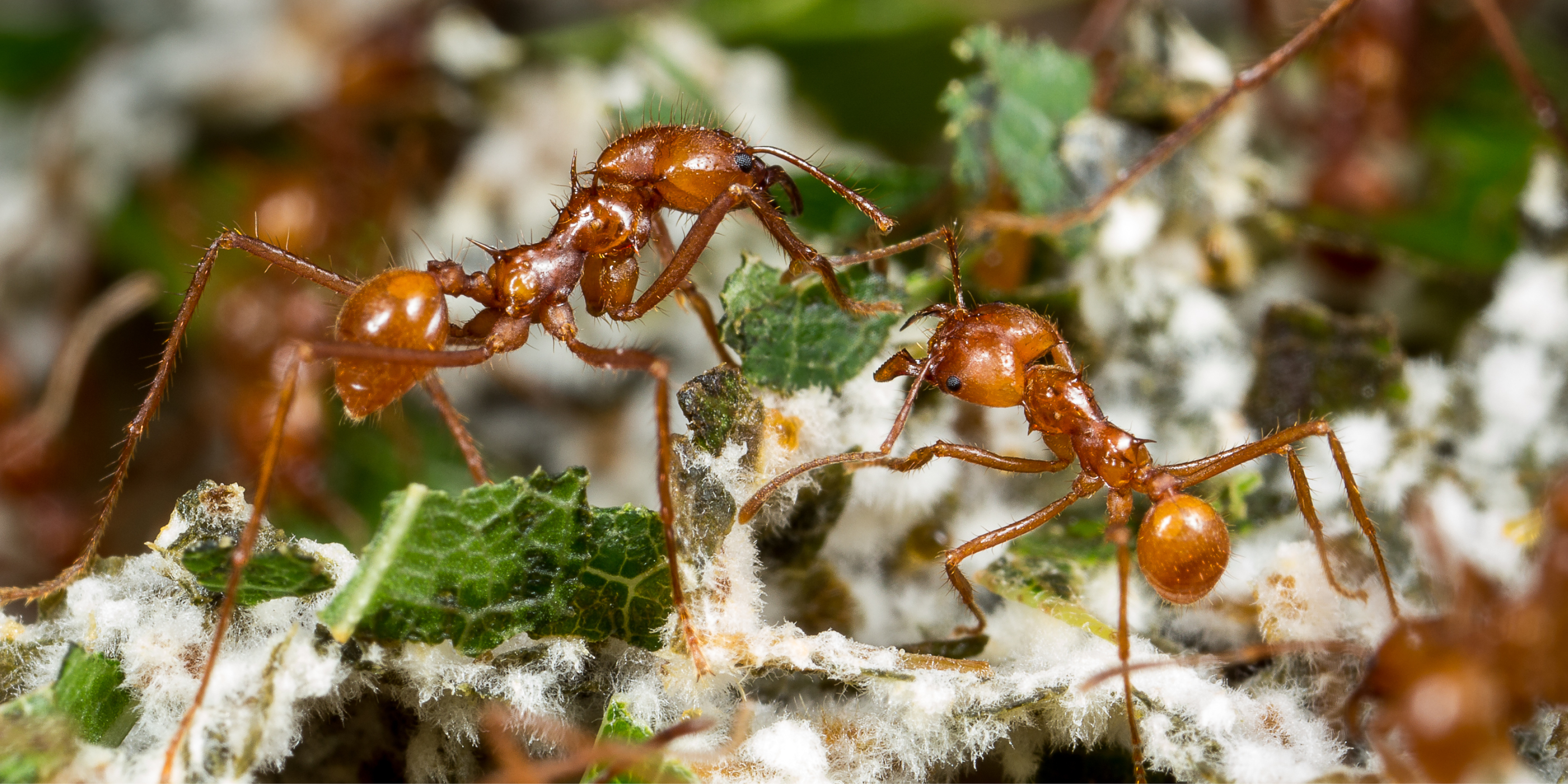 Deadly MindControlling Predatory Fungus turning Ants into ‘Zombies